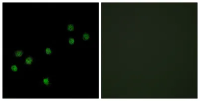 CENP-A rabbit pAb - image 1