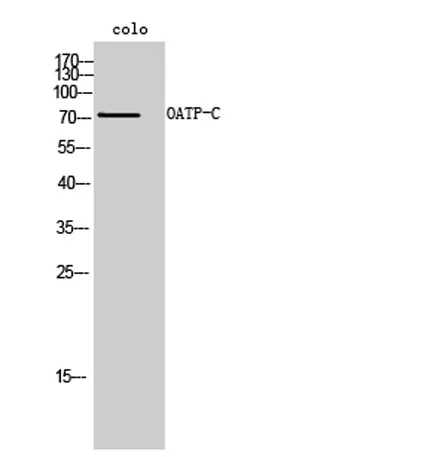 OATP-C rabbit pAb - image 1