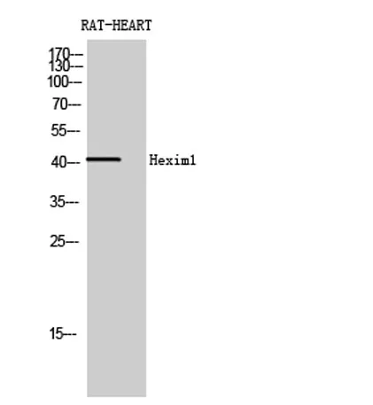 Hexim1 rabbit pAb - image 1