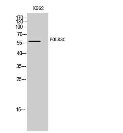 POLR3C rabbit pAb
