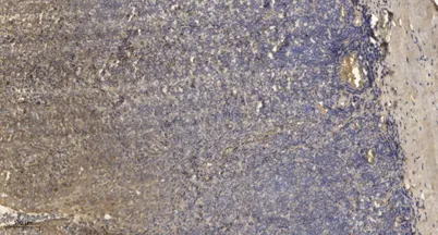 MLC-2 rabbit pAb - image 1