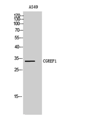 CGREF1 rabbit pAb - image 1