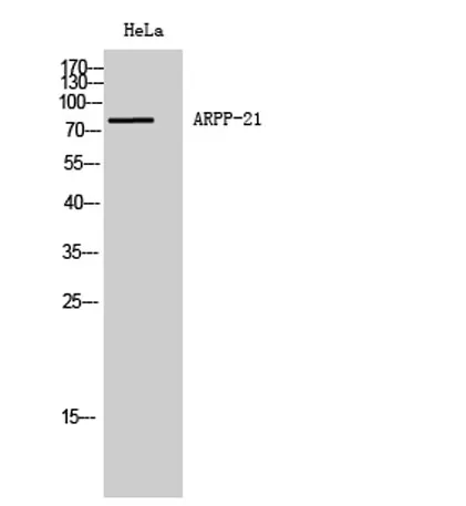 ARPP-21 rabbit pAb - image 1