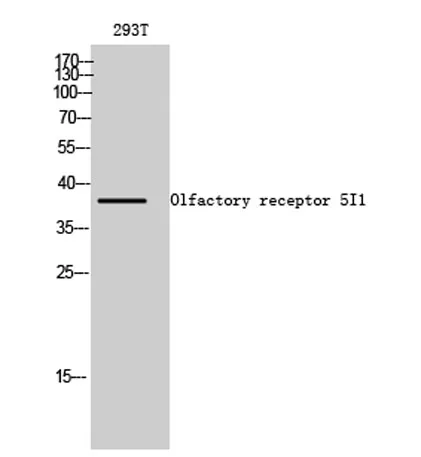 Olfactory receptor 5I1 rabbit pAb