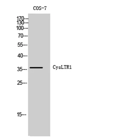 CysLTR1 rabbit pAb - image 1