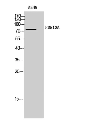 PDE10A rabbit pAb - image 1