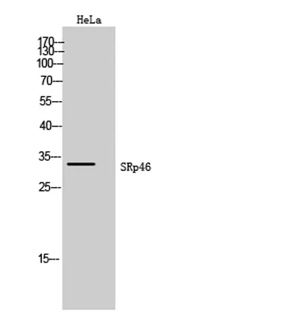 SRp46 rabbit pAb