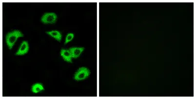 ILT-3 rabbit pAb - image 1