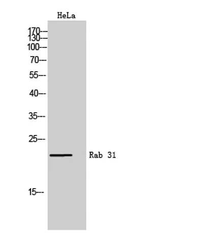 Rab 31 rabbit pAb - image 1