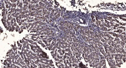Pim-2 rabbit pAb - image 1