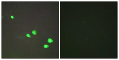 Mi2-β rabbit pAb - image 1