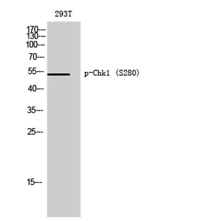 Chk1 (phospho Ser280) rabbit pAb - image 1