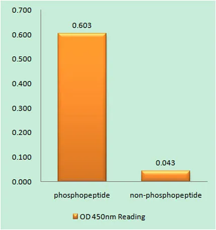 Chk1 (phospho Ser345) rabbit pAb - image 1
