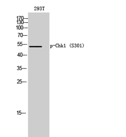 Chk1 (phospho Ser301) rabbit pAb - image 1