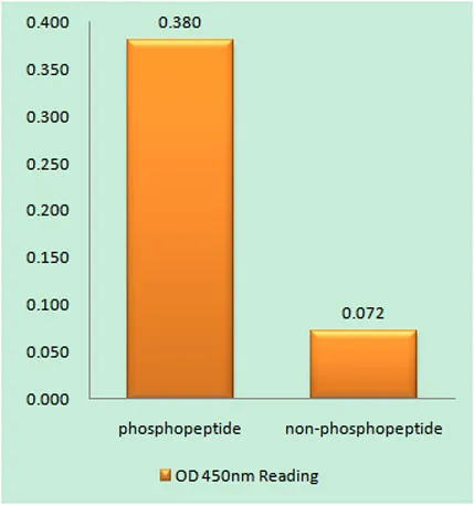 Chk1 (phospho Ser296) rabbit pAb - image 1