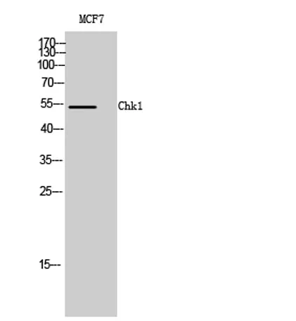 Chk1 rabbit pAb - image 1