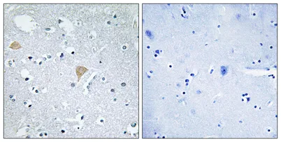 Citron rabbit pAb - image 1