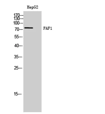 FAF1 rabbit pAb - image 1