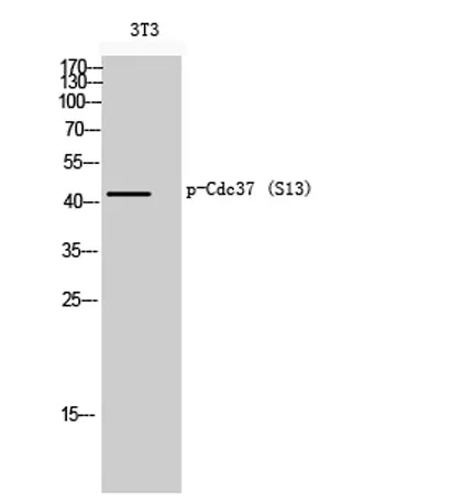 Cdc37 (phospho Ser13) rabbit pAb - image 1