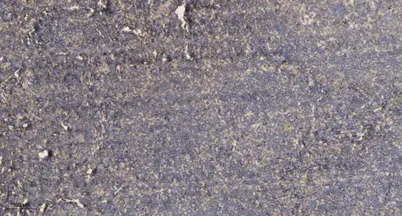 ADAMTS-7 rabbit pAb - image 1