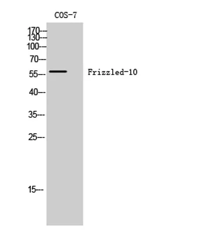 Frizzled-10 rabbit pAb - image 1
