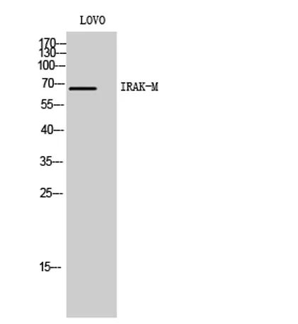 IRAK-M rabbit pAb - image 1