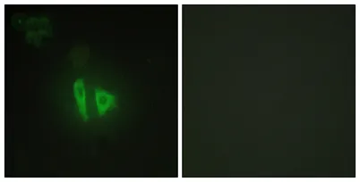 AKAP 220 rabbit pAb - image 1