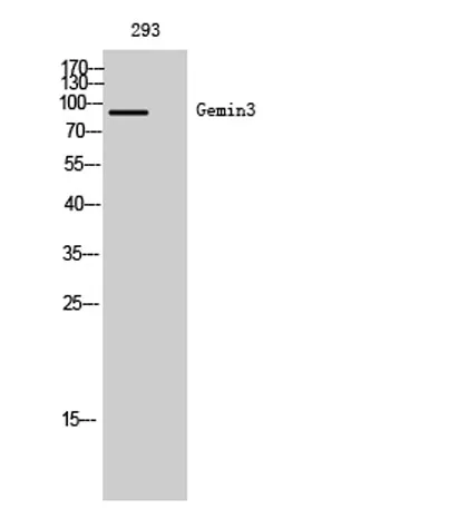 Gemin3 rabbit pAb - image 1