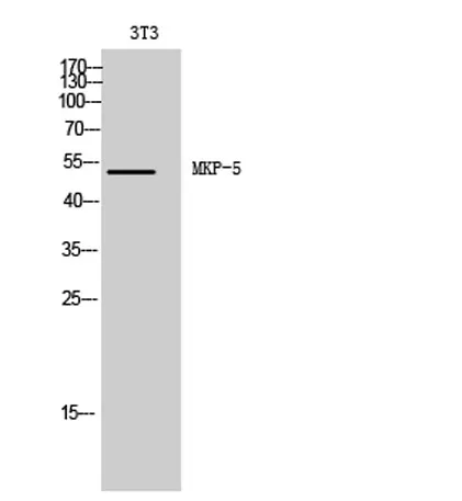 MKP-5 rabbit pAb - image 1