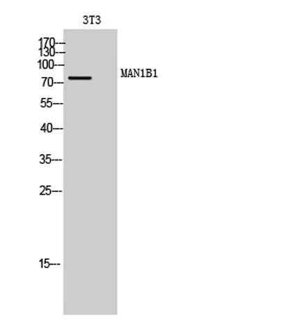 MAN1B1 rabbit pAb