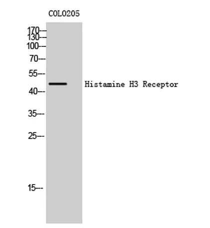Histamine H3 Receptor rabbit pAb - image 1