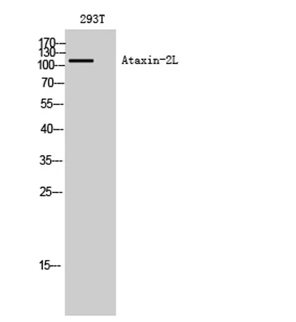 Ataxin-2L rabbit pAb - image 1