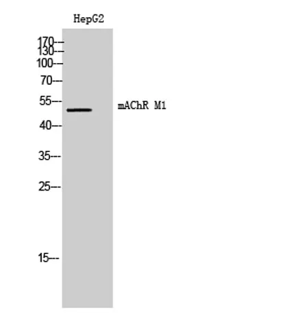 mAChR M1 rabbit pAb - image 1