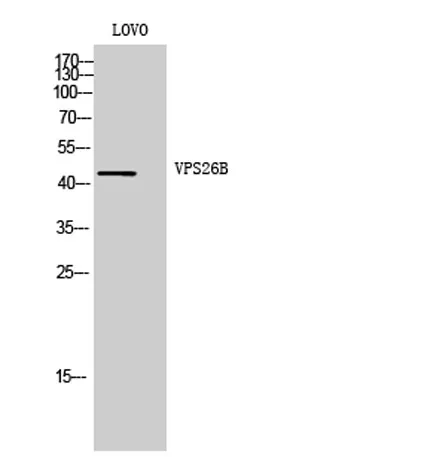VPS26B rabbit pAb