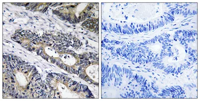 Galactosidase β1L3 rabbit pAb