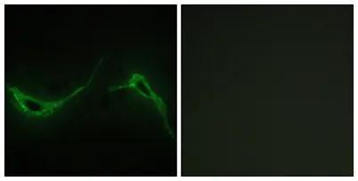 A Cyclase VII rabbit pAb - image 1