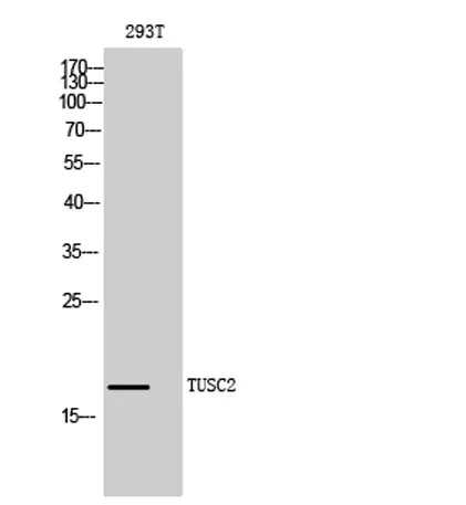 TUSC2 rabbit pAb - image 1