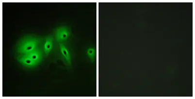 A Cyclase VIII rabbit pAb - image 1