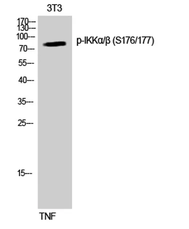 IKKα/β (phospho Ser176/177) rabbit pAb - image 1