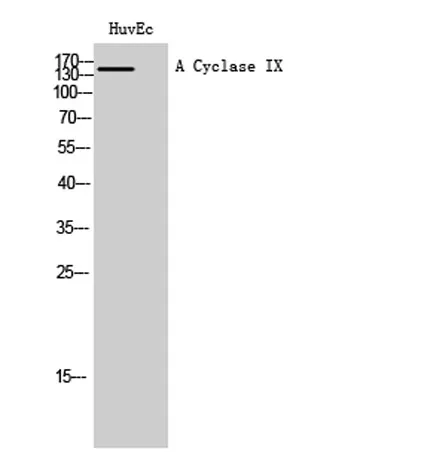 A Cyclase IX rabbit pAb - image 1
