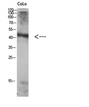 Atg4A rabbit pAb - image 1