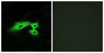 Mas1-like rabbit pAb - image 1