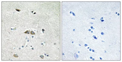 Ribosomal Protein L39L rabbit pAb