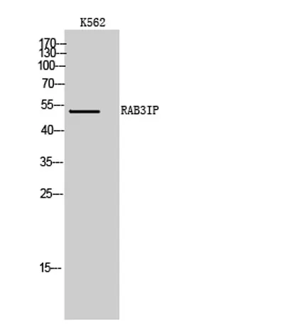 RAB3IP rabbit pAb - image 1