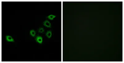 Olfactory receptor 51S1 rabbit pAb - image 1