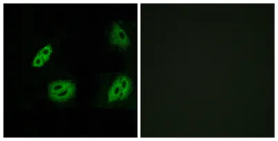 Olfactory receptor 4B1 rabbit pAb - image 1