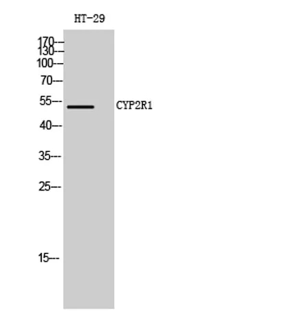 CYP2R1 rabbit pAb