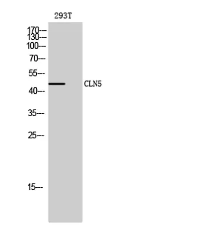CLN5 rabbit pAb