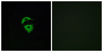 Olfactory receptor 2D2 rabbit pAb
