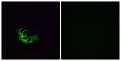 Olfactory receptor 56A1 rabbit pAb
